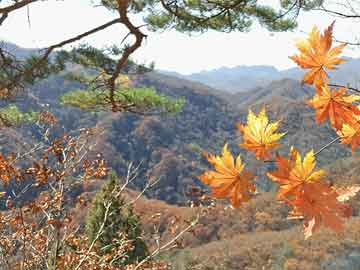 澳門六開彩天天免費資料大全，探索彩票世界的奧秘，澳門六開彩天天免費資料探索彩票奧秘