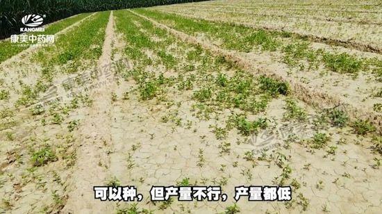 安國北跑藥廠最新招聘啟事，安國北跑藥廠最新招聘啟事，職位空缺及申請指南