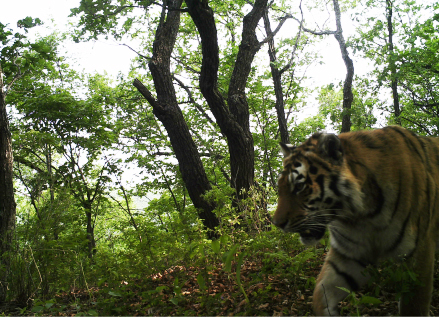 汪清虎豹公園最新消息，汪清虎豹公園最新動(dòng)態(tài)概覽