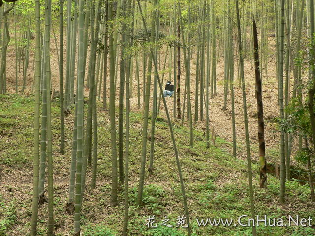 毛竹最新報價，深度解析市場趨勢與價格動態（深度好文），毛竹最新報價及市場趨勢深度解析