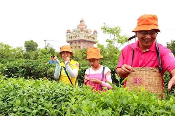 茶園招聘信息最新消息，探索茶葉產業的繁榮與機遇，茶園最新招聘信息揭秘，茶葉產業的繁榮與職業機遇探索