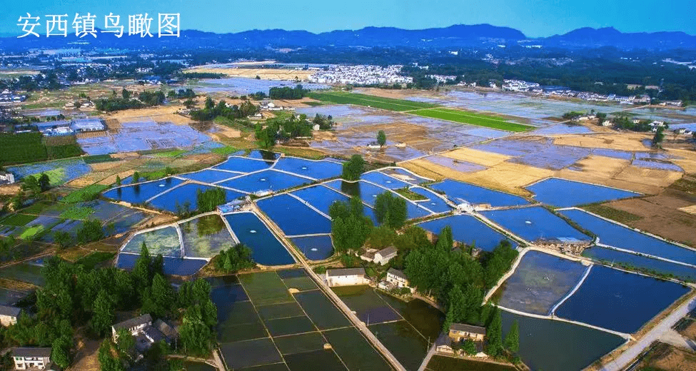 莊河供求園最新一期，繁榮市場的脈搏與活力四溢的機遇，莊河供求園最新一期，市場繁榮脈搏與活力四溢商機展