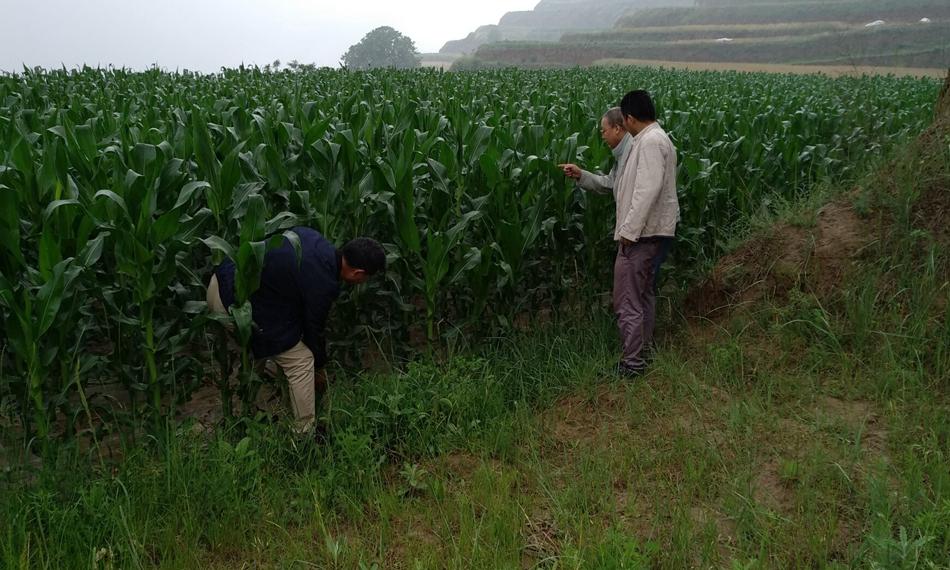 中國生產鉬酸銨的十大生產廠家深度解析，中國鉬酸銨生產十大廠家深度剖析