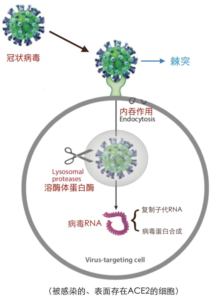 最新分離毒株，科學研究的挑戰與機遇，最新分離毒株，科學研究的挑戰與機遇探索