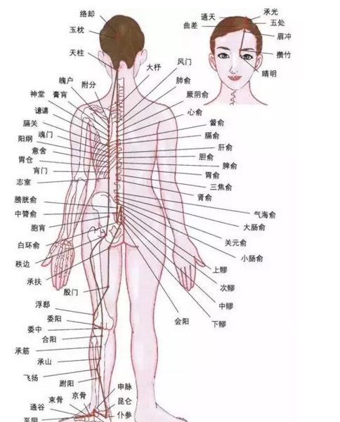 最新人體研究，探索人體奧秘的無限可能，最新人體研究揭示，探索人體奧秘的無窮潛力