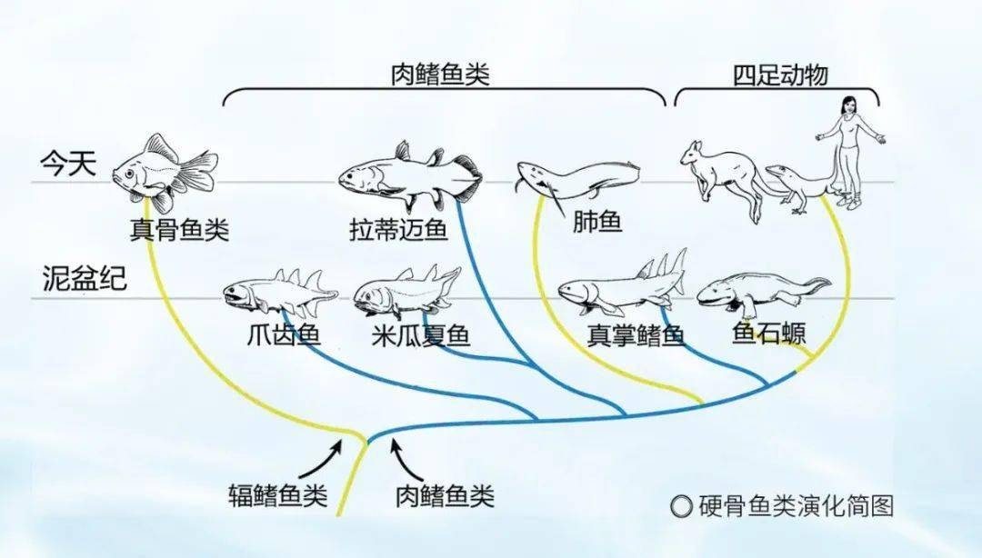 魚類行為與生存策略，適應環境的智慧展現，魚類行為與生存策略，展現適應環境的智慧