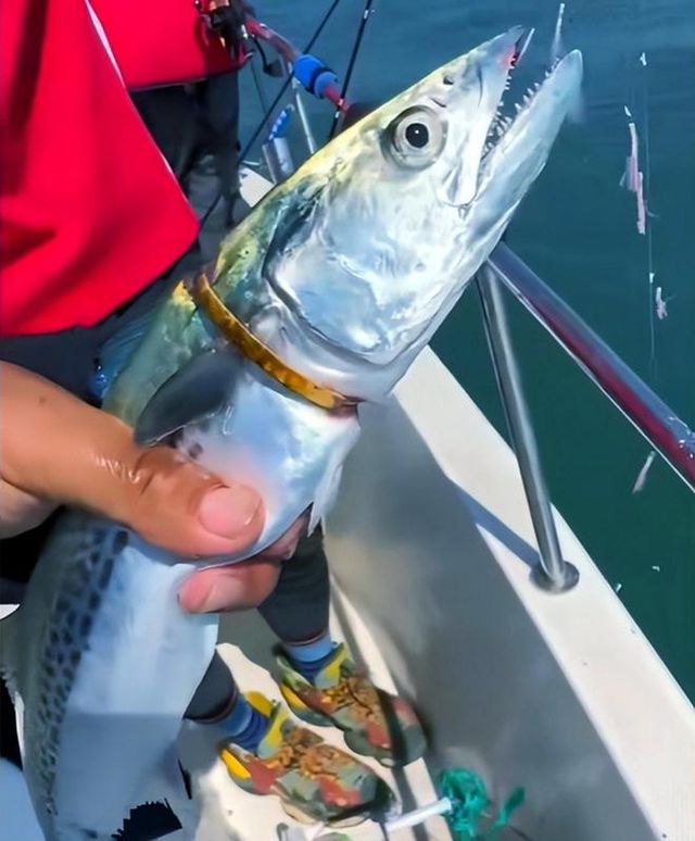 男子釣上一條自帶贖金的魚，引發(fā)社會熱議，男子釣獲帶贖金魚，引發(fā)社會廣泛關(guān)注