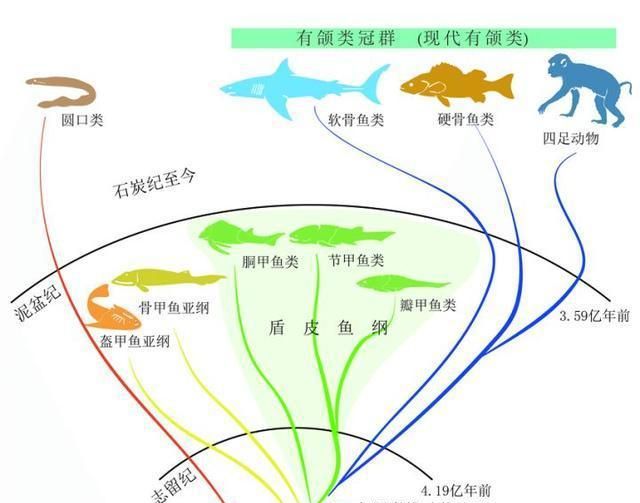 魚類進化論的爭議，歷史、現狀與展望，魚類進化論的爭議，歷史沿革、現狀審視與未來展望