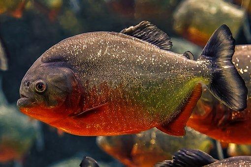 食人魚最新動態(tài)，探究其生態(tài)習(xí)性、人工飼養(yǎng)及保護(hù)意義，食人魚最新動態(tài)揭秘，生態(tài)習(xí)性、人工飼養(yǎng)與保護(hù)價值探究