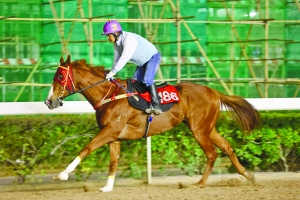 澳門特馬今晚開獎，探索彩票背后的故事與期待，澳門特馬今晚開獎，彩票背后的故事與期待揭秘