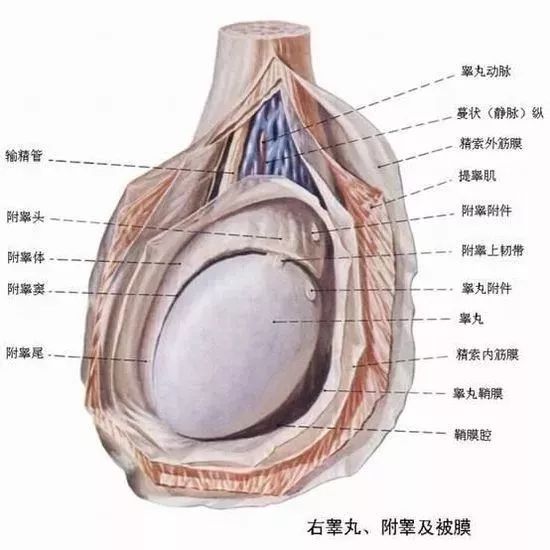 一側睪丸痛的原因及應對方法，一側睪丸痛的原因與應對方法解析