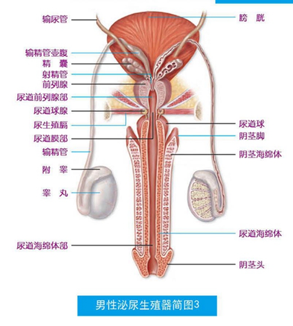 男性泌尿系統，功能與健康的守護，男性泌尿系統功能與健康守護之道