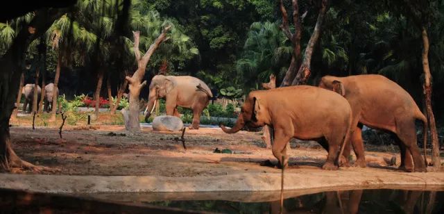 長隆野生動物園悲劇，一次不可預見的咬死人事件，長隆野生動物園發生咬人致死事件，一次不可預見的悲劇