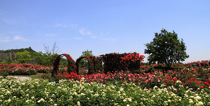 上海辰山植物園門票價格詳解，上海辰山植物園門票價格全解析