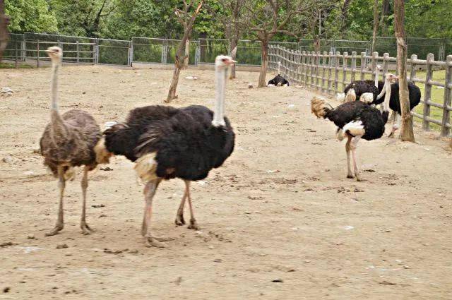 野生動(dòng)物園優(yōu)惠政策，60歲以上的老年人是否享受優(yōu)惠？，野生動(dòng)物園優(yōu)惠政策，60歲以上老年人是否享受優(yōu)惠？