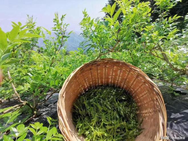 莓茶，神奇的功效與作用，莓茶，神奇功效與獨特作用揭秘