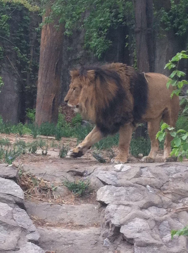 北京動物園攻略一日游，探索動物王國的精彩之旅，北京動物園一日游攻略，探索動物王國的精彩探險之旅