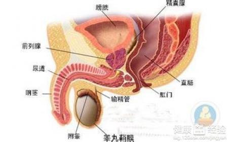 睪丸炎的診療，探索治療的可行性與挑戰，睪丸炎診療，探索治療可行性與應對挑戰