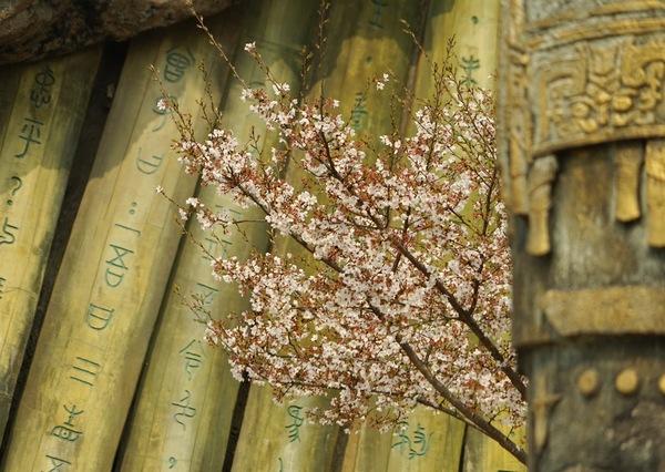 常州春秋國(guó)際旅行社，探索之旅的領(lǐng)航者，常州春秋國(guó)際旅行社，探索之旅的領(lǐng)航者