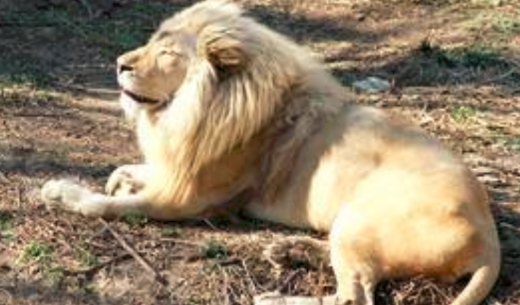 北京動物園門票購買攻略，北京動物園門票購買指南