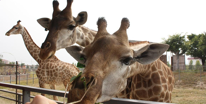 揭秘東莞香市動物園門票價格，東莞香市動物園門票價格揭秘