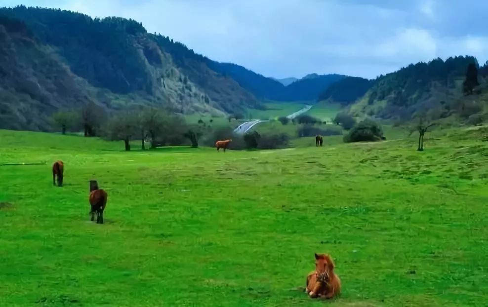 重慶仙女山國(guó)家森林公園，自然之韻，人文之魂，重慶仙女山國(guó)家森林公園，自然人文的和諧交響