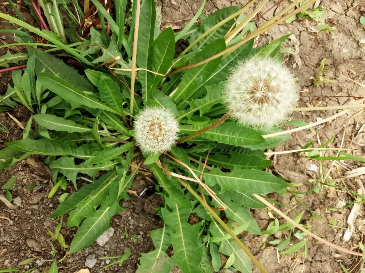 蒲公英，自然賦予的神奇草本，其功效與作用廣泛多樣，蒲公英，神奇草本的廣泛功效與作用